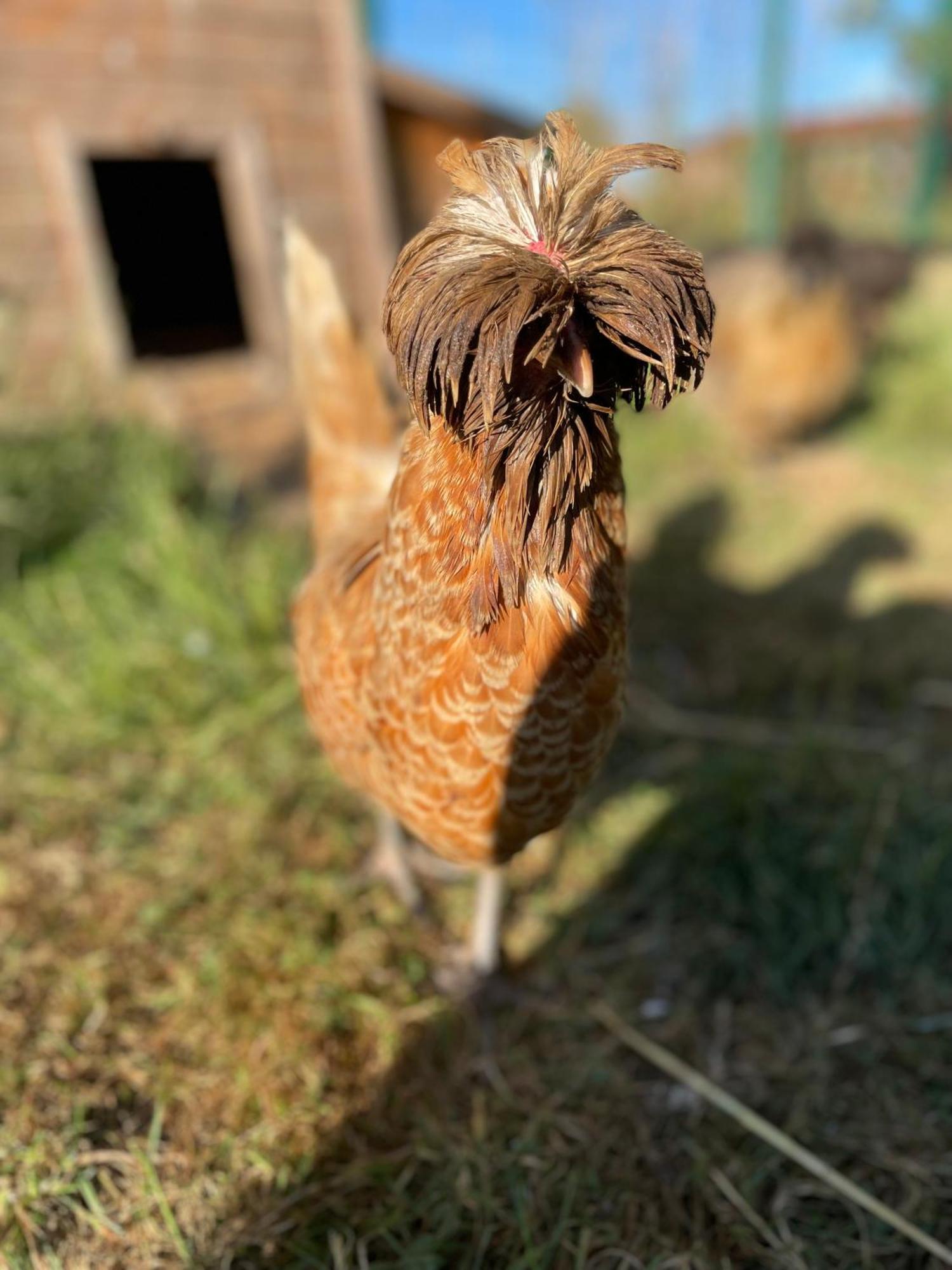 La Ferme Du Paradis Merris Εξωτερικό φωτογραφία